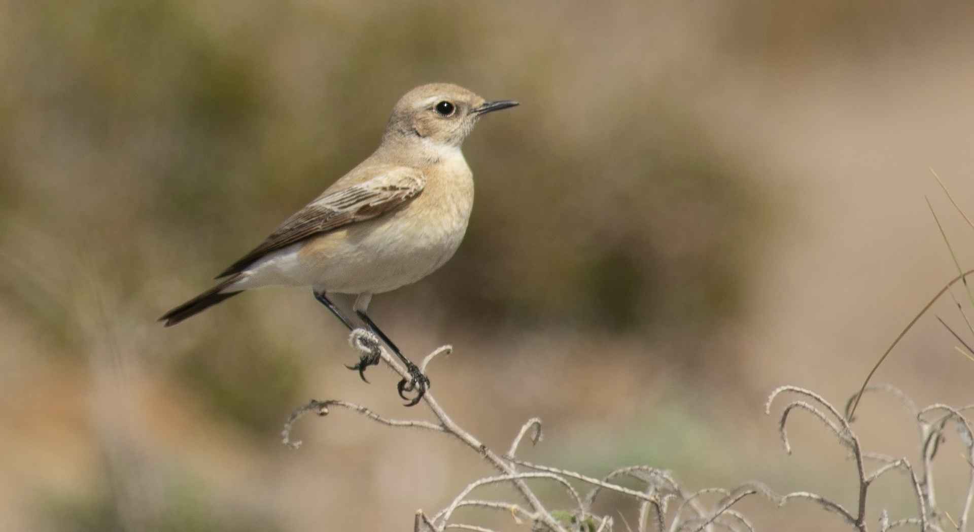 Desert Wheatear